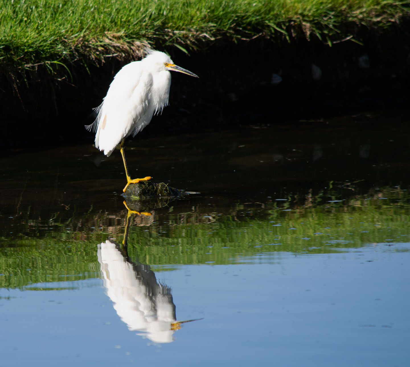 egret.jpg