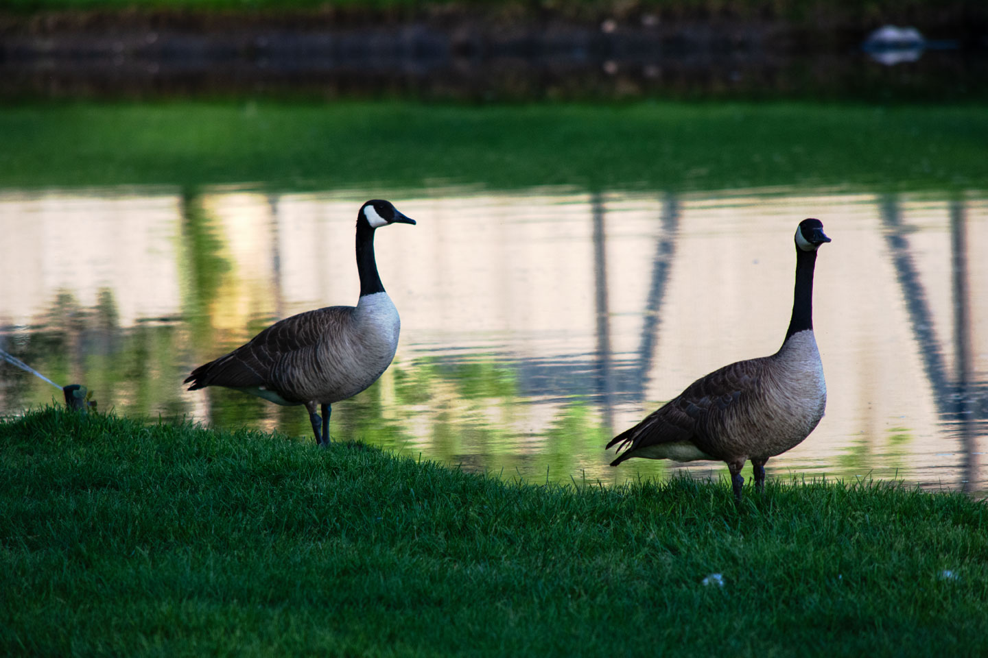 geese-two.jpg