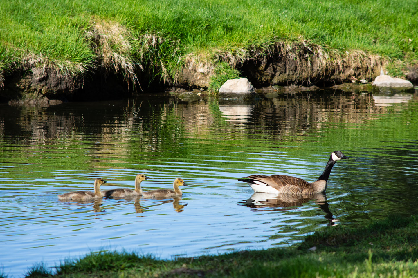 goose-goslings-swim.jpg
