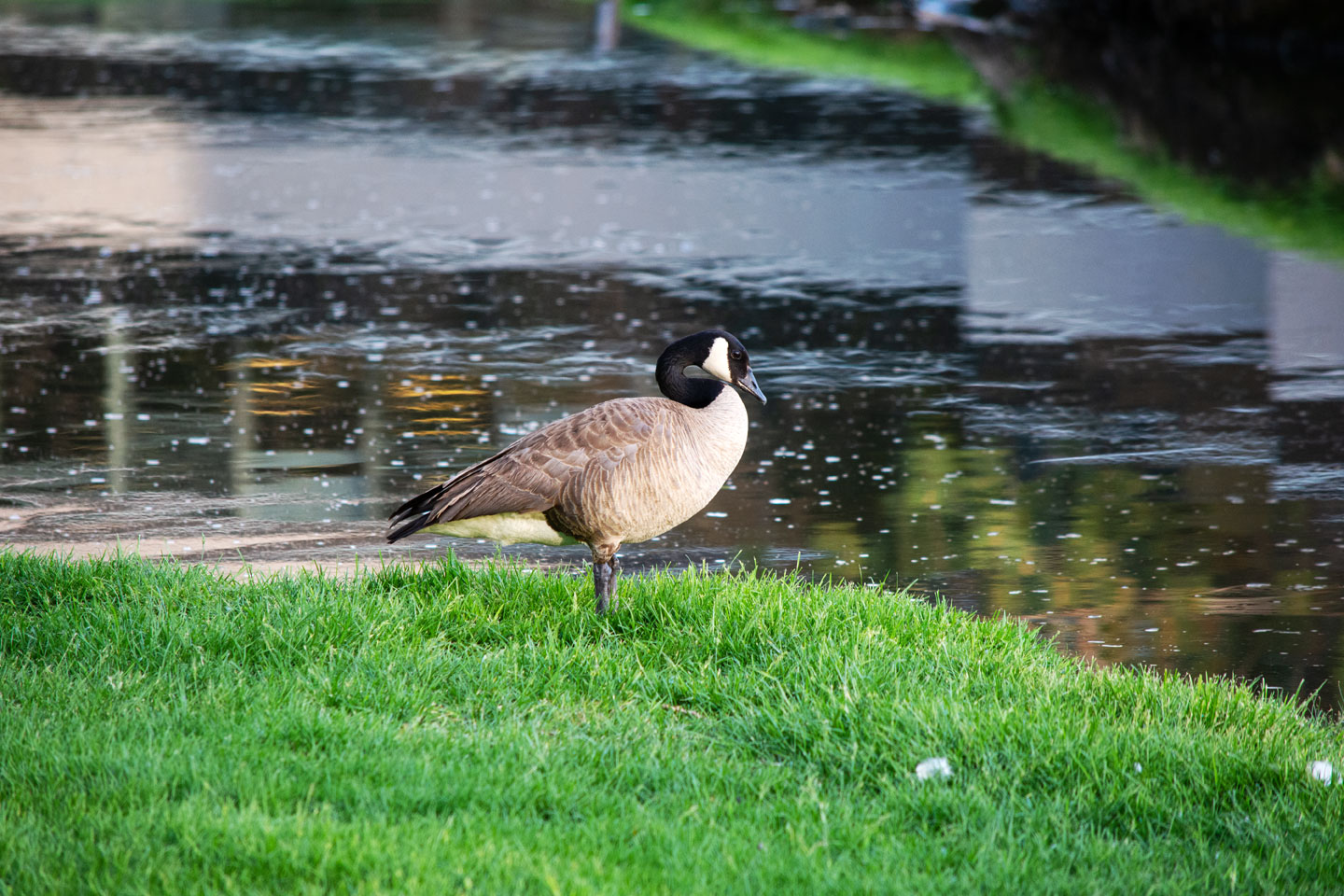 goose-one-water.jpg