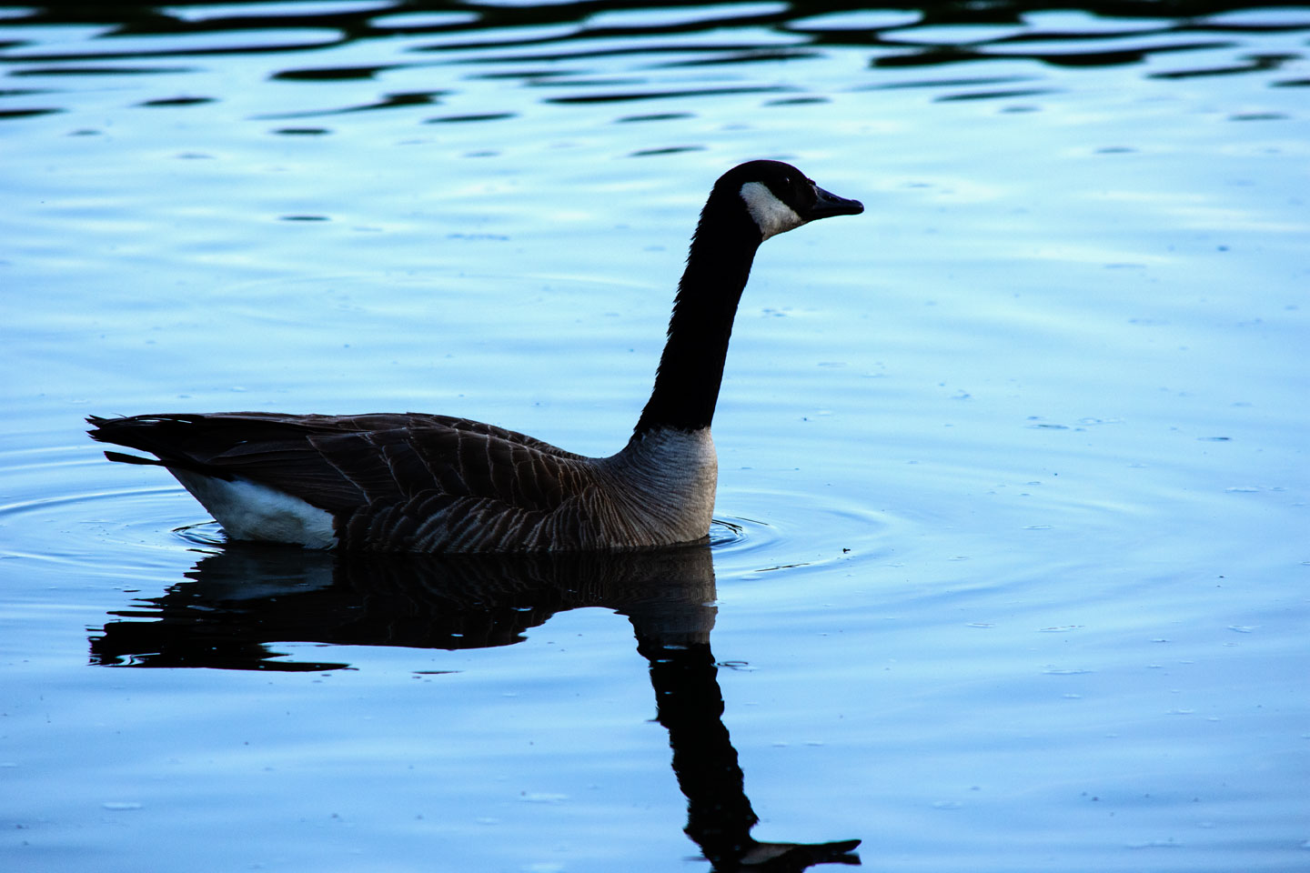 goose-one.jpg