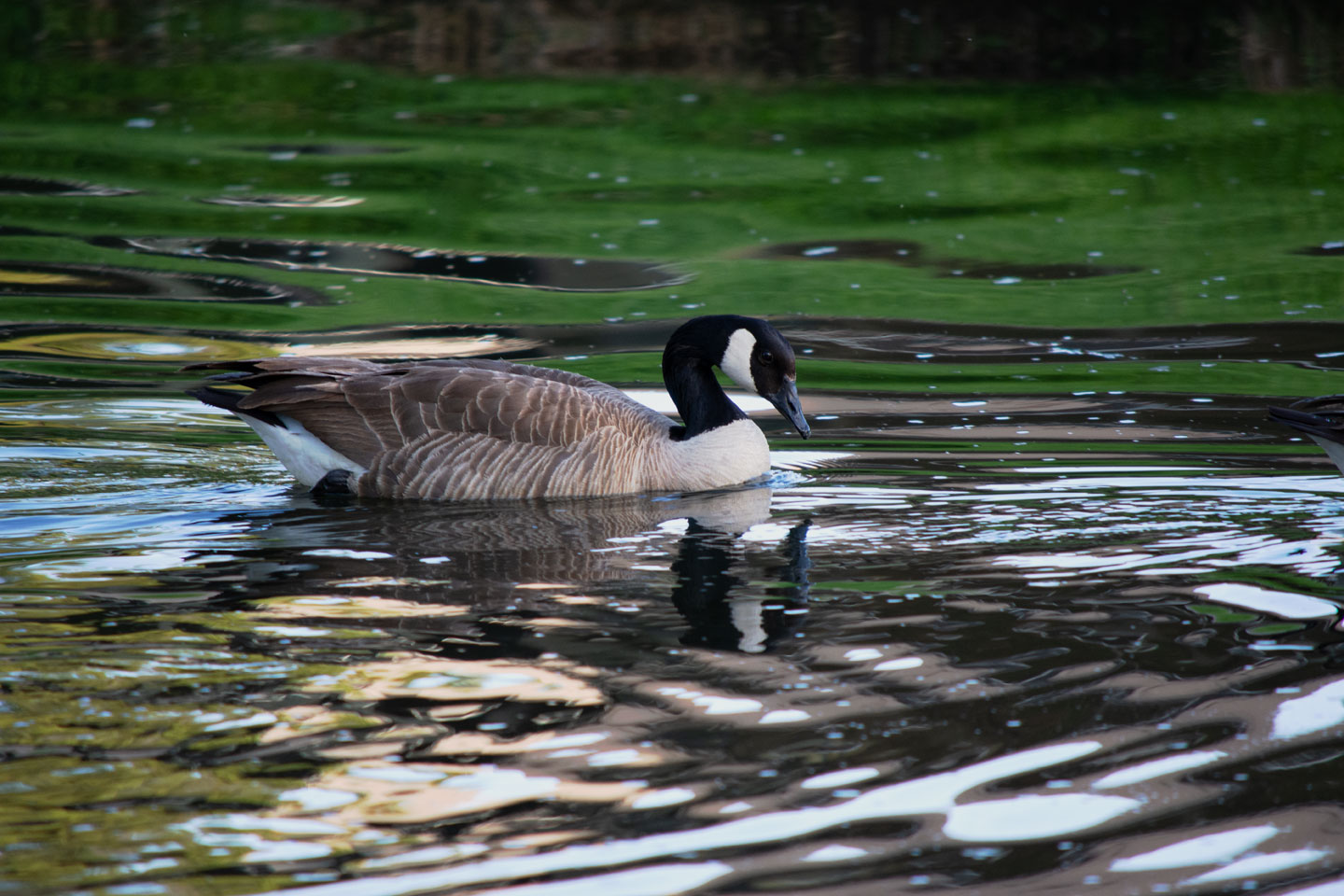 goose-swimming.jpg