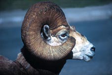 glacier ram.jpg (11592 bytes)